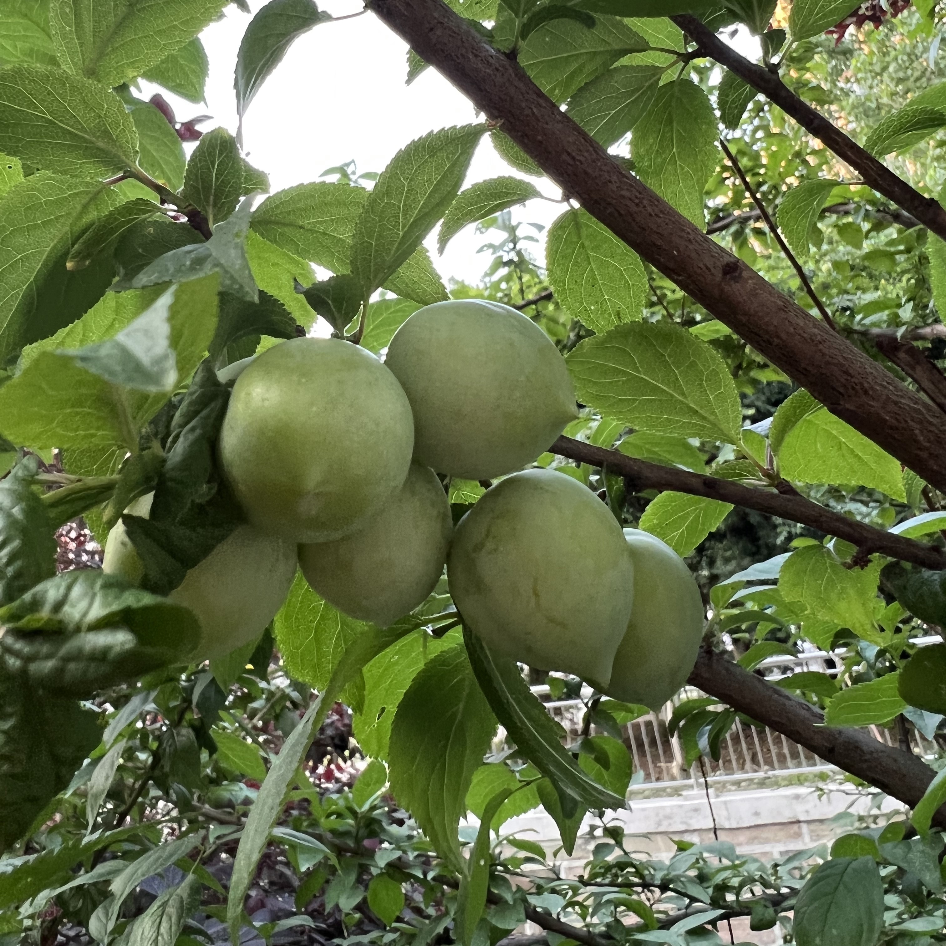 JDK源码学习-ArrayList