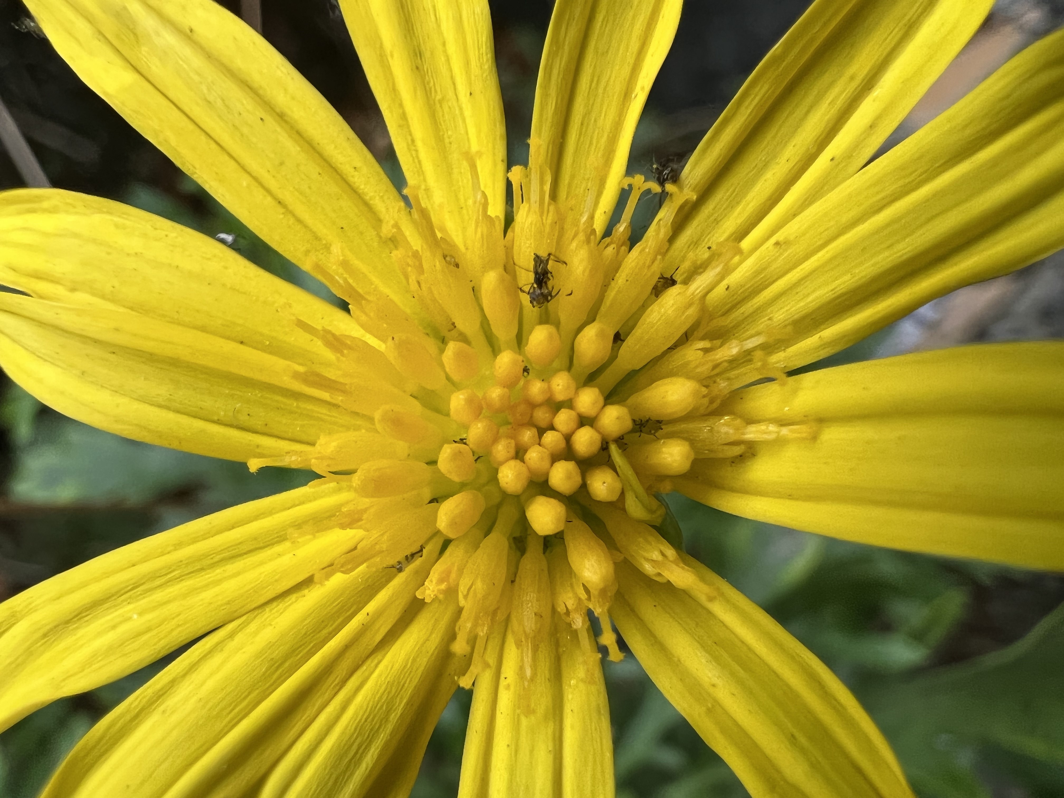 JDK源码学习-LinkedList