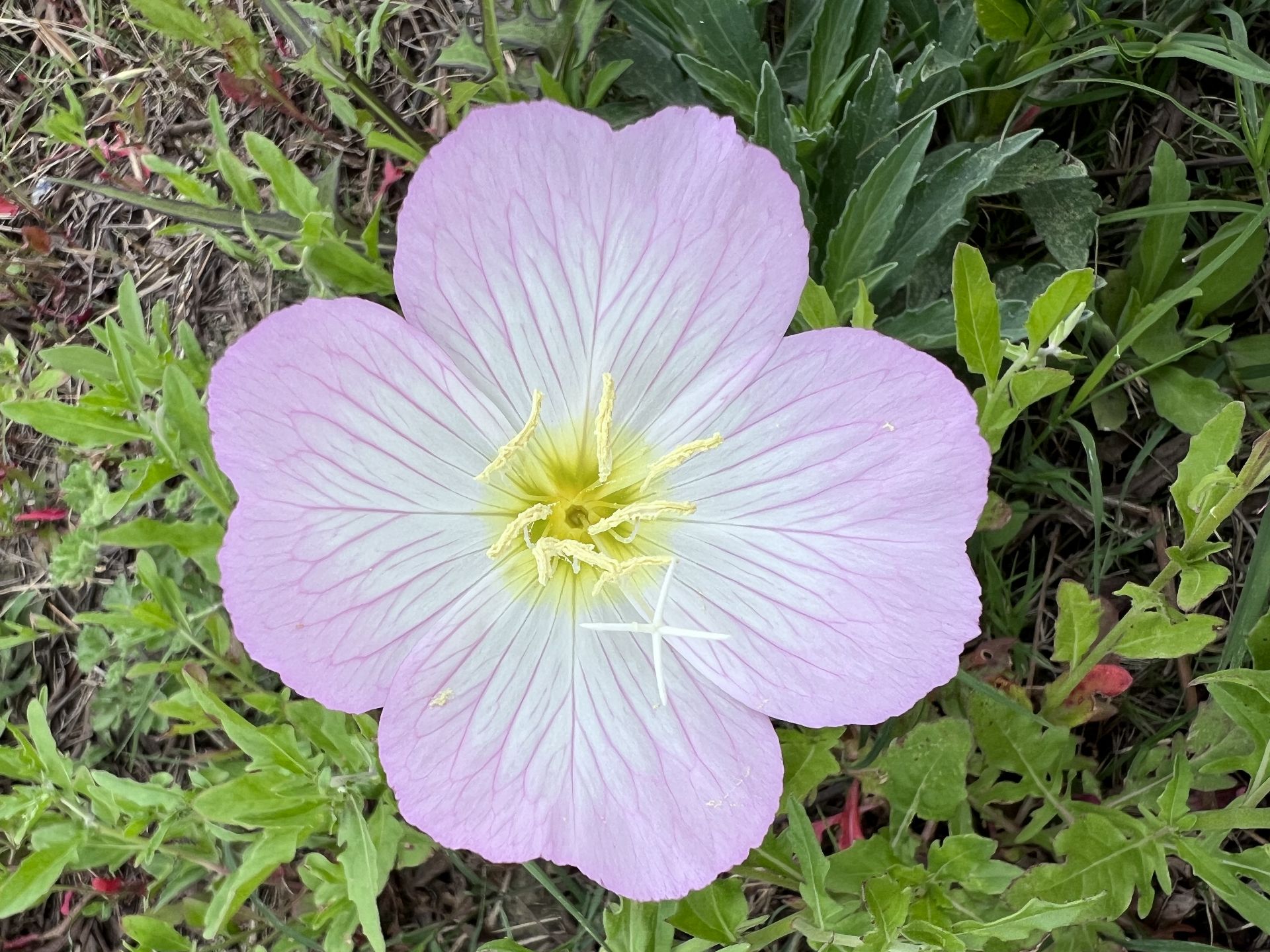 MySQL中InnoDB的MVCC